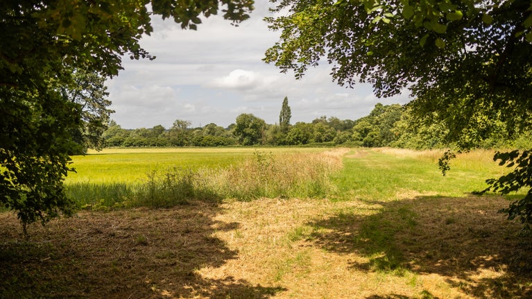A sunny view of farmland framed by trees at Great Chalfield, shadow from the branches either side creates a sunny pathway in the centre leading off into a grass meadow.
